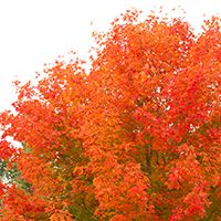 october glory maple care